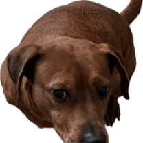 Thumbnail photo of Luna #4