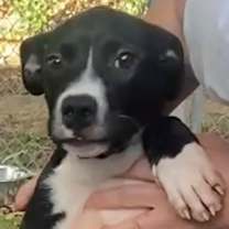 Thumbnail photo of Bam-bam #2