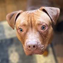 Thumbnail photo of Scooby #3