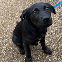 Thumbnail photo of Zoey #1