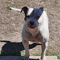 Thumbnail photo of Luffy #1