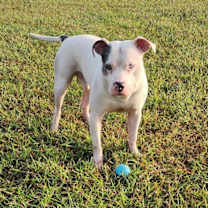 Thumbnail photo of Luffy #2