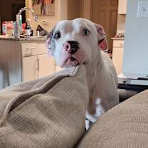 Thumbnail photo of Luffy #3