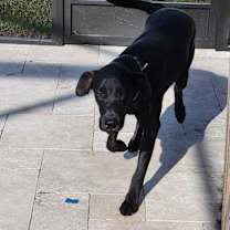 Thumbnail photo of Itachi #2