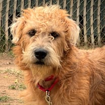 Thumbnail photo of Yosemite Sam #4