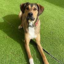 Thumbnail photo of Toby - PAWS #1