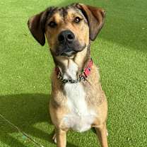 Thumbnail photo of Toby - PAWS #3