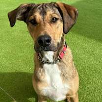 Thumbnail photo of Toby - PAWS #4