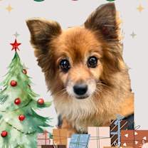 Thumbnail photo of Simba - Chino Hills Location  #1