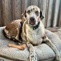 Thumbnail photo of Cookie #2