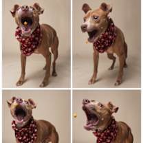 Thumbnail photo of Olaf #3