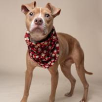 Thumbnail photo of Olaf #4