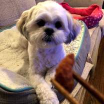 Thumbnail photo of Panda #3