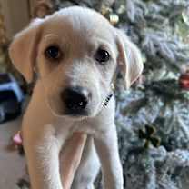 Thumbnail photo of Ghost of Christmas Future #1