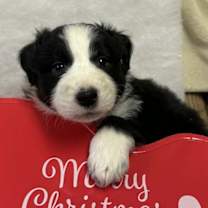 Thumbnail photo of Santa's Reindeer : Cupid #1