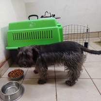 Thumbnail photo of Shaggy #3