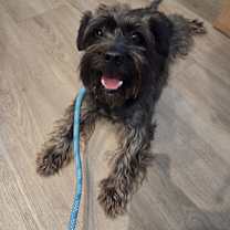 Thumbnail photo of Shaggy #4