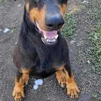 Thumbnail photo of Tempo #1