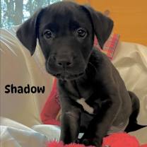 Thumbnail photo of Shadow (Callie’s Crew) copy #1 #1