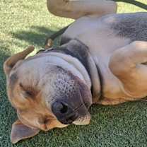 Thumbnail photo of Osito aka Oso #1