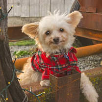 Thumbnail photo of Forrest #3