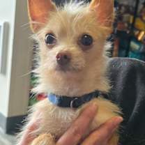 Thumbnail photo of Chicken Little #2