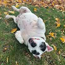 Thumbnail photo of Diamond #3