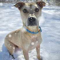 Thumbnail photo of Nikola #1