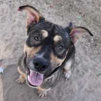 Thumbnail photo of Loki #1