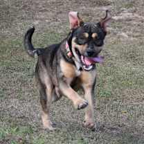 Thumbnail photo of Loki #2