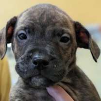 Thumbnail photo of Quill #2