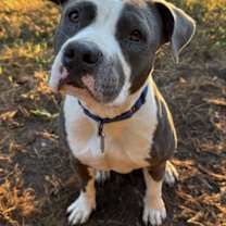 Thumbnail photo of Ophelia #1