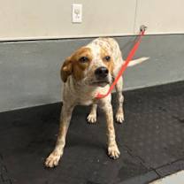 Thumbnail photo of Chuck #1