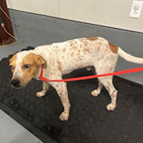 Thumbnail photo of Chuck #2