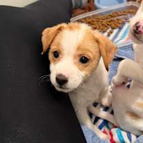 Thumbnail photo of Maverick #3