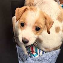 Thumbnail photo of Maverick #4