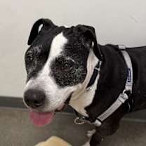 Thumbnail photo of Paco #1