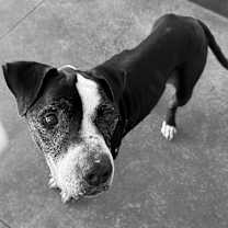 Thumbnail photo of Paco #3