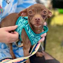 Thumbnail photo of Chia Seed #2