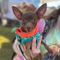 Thumbnail photo of Chia Seed #3