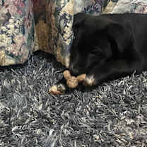 Thumbnail photo of Penelope #3