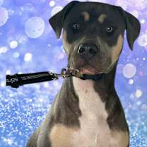 Thumbnail photo of Bijoux #1