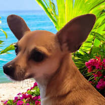 Thumbnail photo of Gracie 5 #1