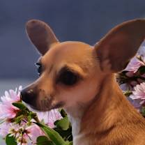 Thumbnail photo of Gracie 5 #2