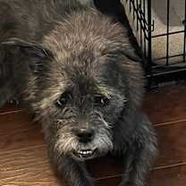 Thumbnail photo of Kylie (Chewie) #3