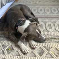 Thumbnail photo of Little Man - Chop #2