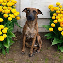 Thumbnail photo of Lucy Sonora #1