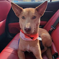 Thumbnail photo of Nova #4