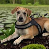 Thumbnail photo of Oliver #3