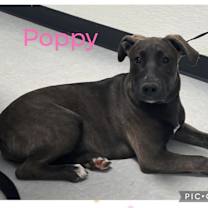 Thumbnail photo of Poppy #4